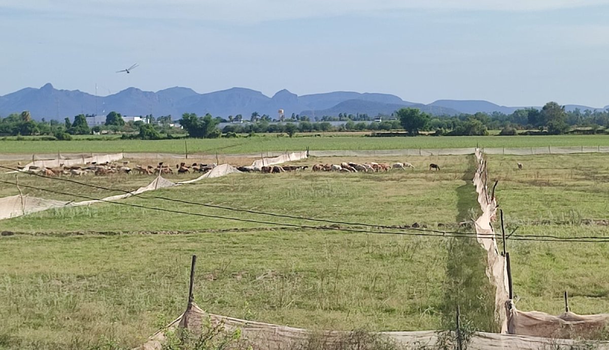 Se buscará cuando menos el peso que falta al litro de la leche dicen