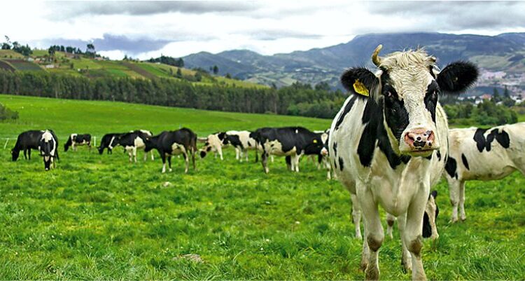 Seguridad alimentaria. Vacas pastando