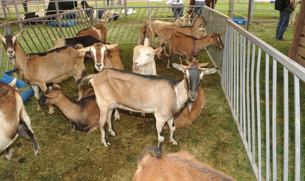 En 2022, Durango produjo casi 25 millones de litros de leche de cabra