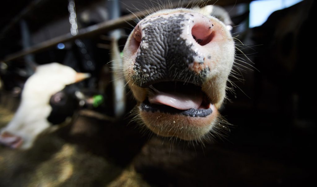 Va Movimiento Ciudadano en el Senado por una trazabilidad en la producción de leche