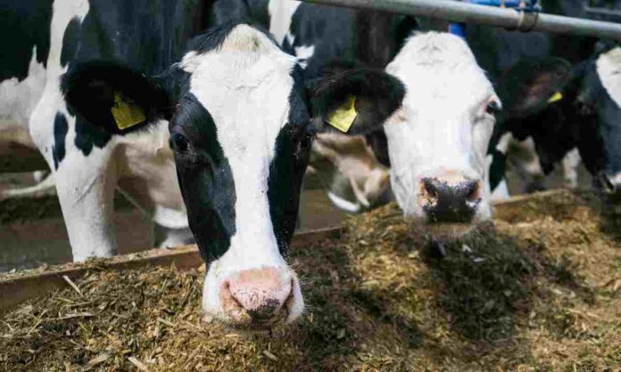 dairy cows on a farm in the stall. Cows eat hay or grass. Cattle breeding for dairy and meat production. Agricultural farm. Livestock. High quality photo