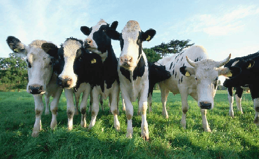 Grupo Leche Celta i