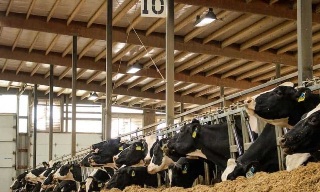 Hemos sacrificado suficientes vacas para aumentar los precios de la leche