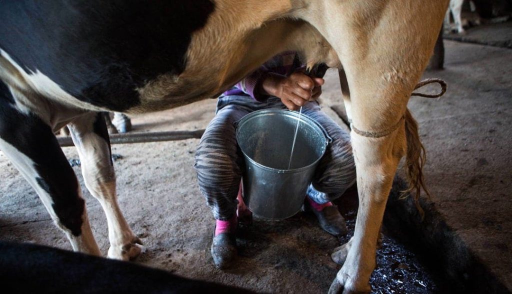 Acusan abandono de Segalmex y Liconsa a productores de leche