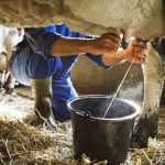 Baja producción de leche en región Ciénega