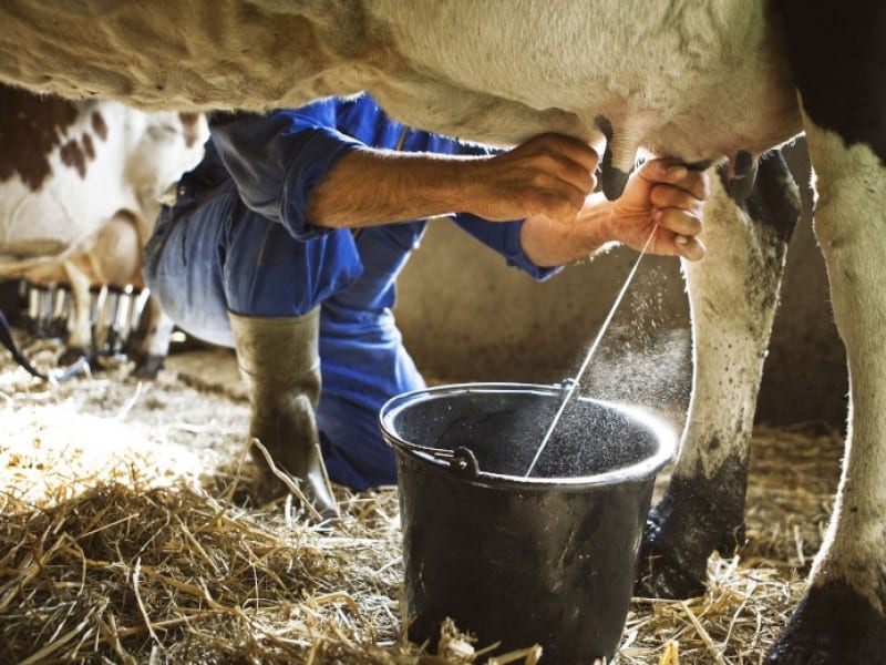 Baja producción de leche en región Ciénega