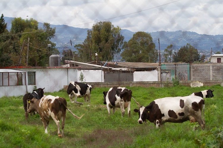 En-crisis-productores-de-leche-de-Jalisco