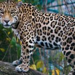 Ganaderos envenenan jaguares en la Sierra de Vallejo en Nayarit