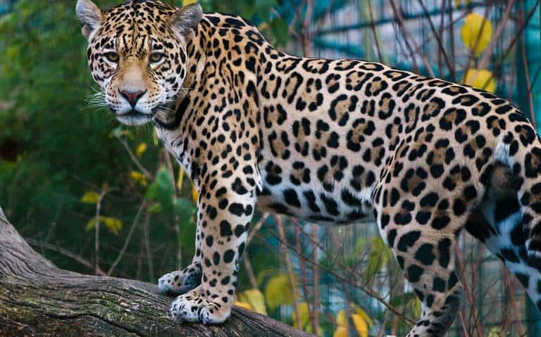 Ganaderos envenenan jaguares en la Sierra de Vallejo en Nayarit