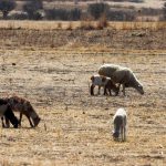 Ganaderos venden 50% de sus animales