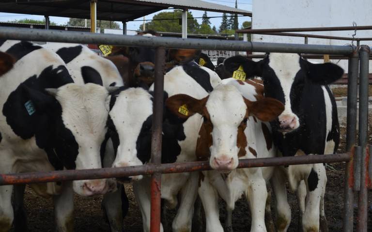 Hato ganadero lechero se reduce 50% por sequía; gestionan apoyos para productores