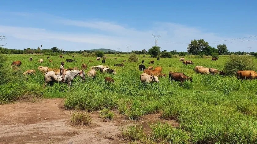 Hatos ganaderos en el Sur de Sonora también sufren el impacto de las bajas temperaturas