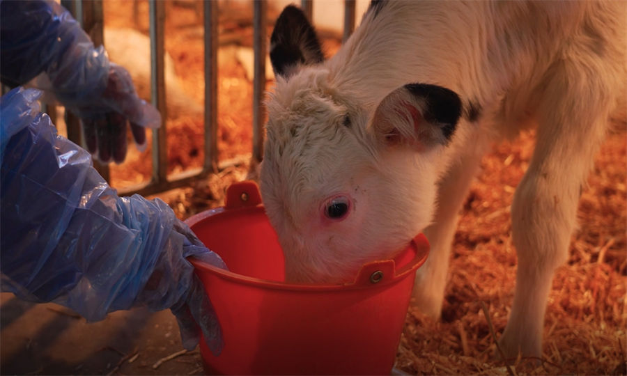 La clonación de súper vacas avanza constantemente