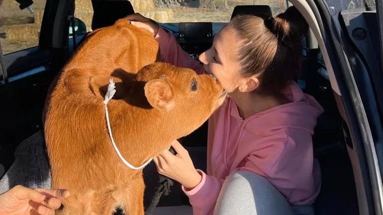 La emotiva historia de Moo, la vaca que fue rescatada por una pareja de activistas