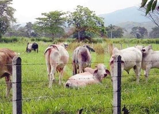 La temporada de lluvia beneficia la producción del campo y la ganadería