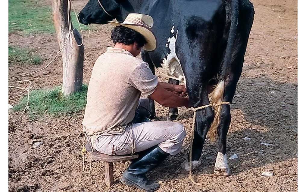 Piden lecheros política para almacenar granos