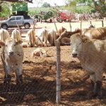 Por sequía, se reducen drásticamente los hatos ganaderos en el sur de Sonora