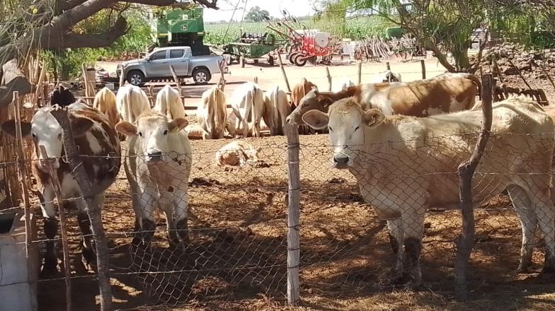 Por sequía, se reducen drásticamente los hatos ganaderos en el sur de Sonora