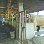 Ganaderos de Sinaloa buscan incremento en el precio de la leche