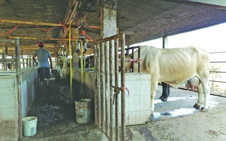 Ganaderos de Sinaloa buscan incremento en el precio de la leche