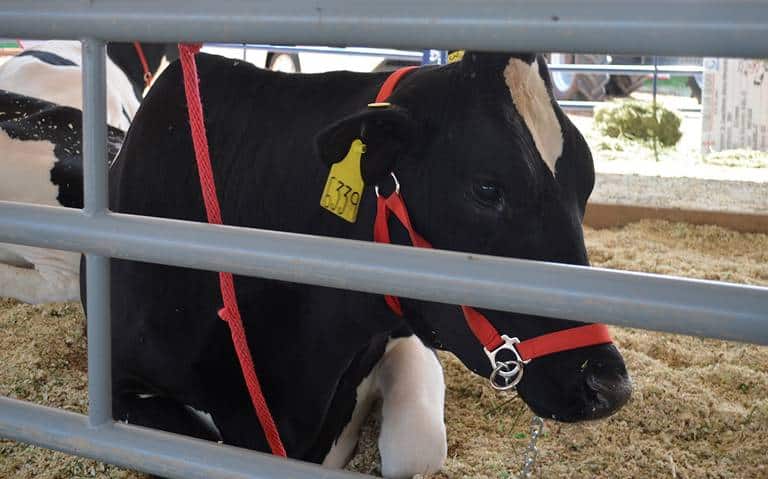 Productores lecheros solicitan centro de acopio