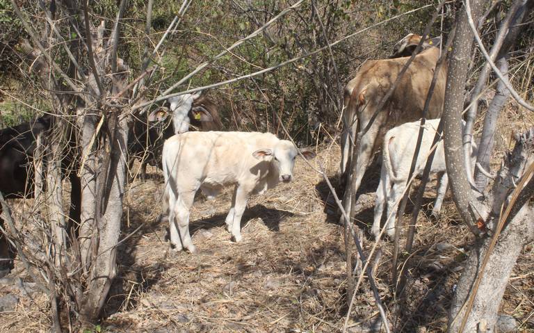 Sequías en Puebla afectan a ganaderos forraje aumenta su costo y animales pesan menos