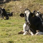 Un componente de la grasa láctea presente en la leche de vaca podría ayudar a prevenir el deterioro cognitivo leve asociado al envejecimiento