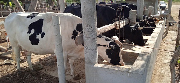 80% de productores de leche sin capacidad tecnológica ni financiera para enfrentar sequía Femeleche