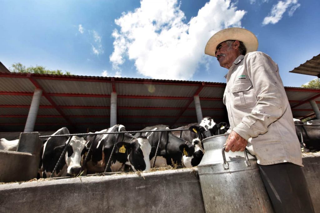 Agricultura presenta cultivos alternativos para hacer frente al cambio climático en la producción de leche