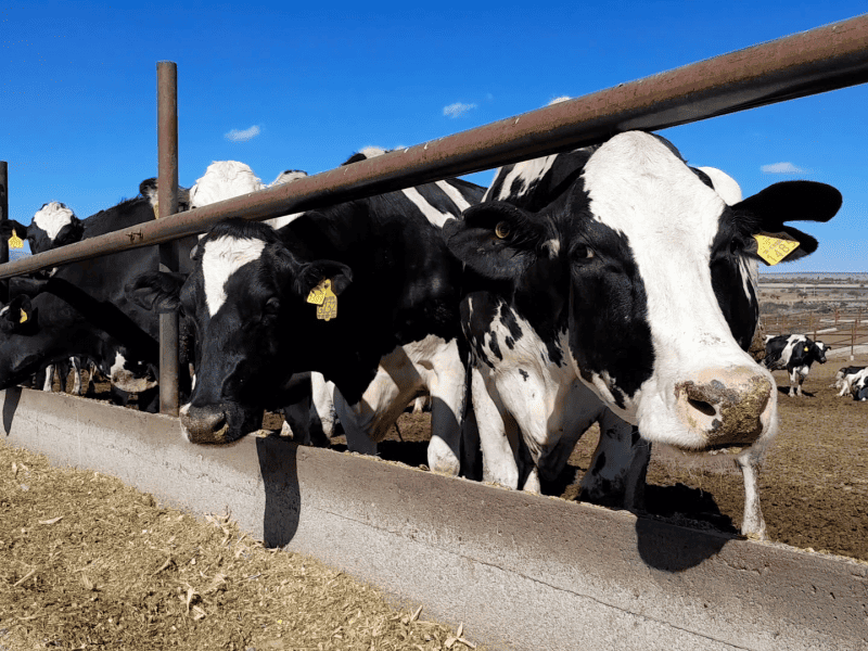 Baja-produccion-de-leche-por-sequia-ganaderos-piden-apoyo