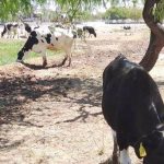 Demanda de leche fresca en el Valle del Yaqui se estanca