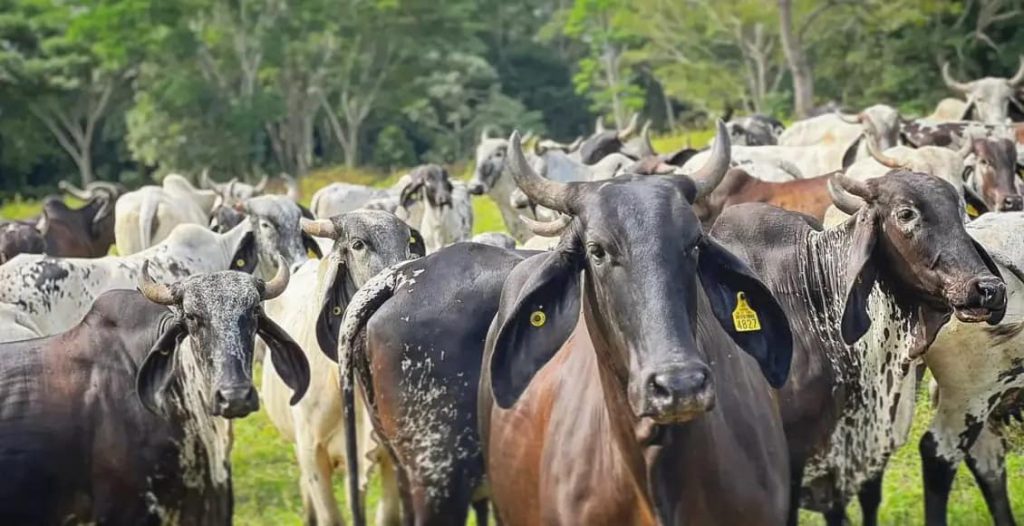 Descubre la raza con sangre Gir que conquistó a los mexicanos