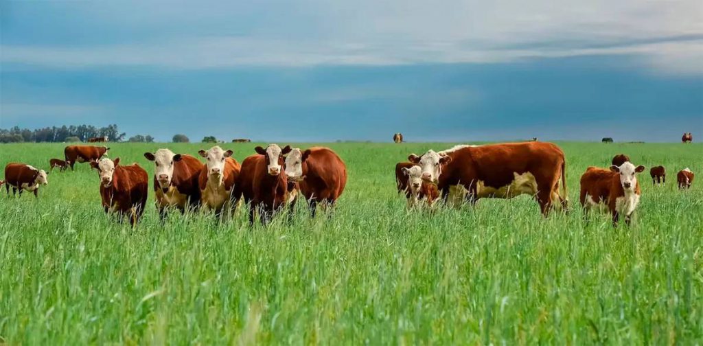 El papel de la ganadería en un mundo cálido y hambriento