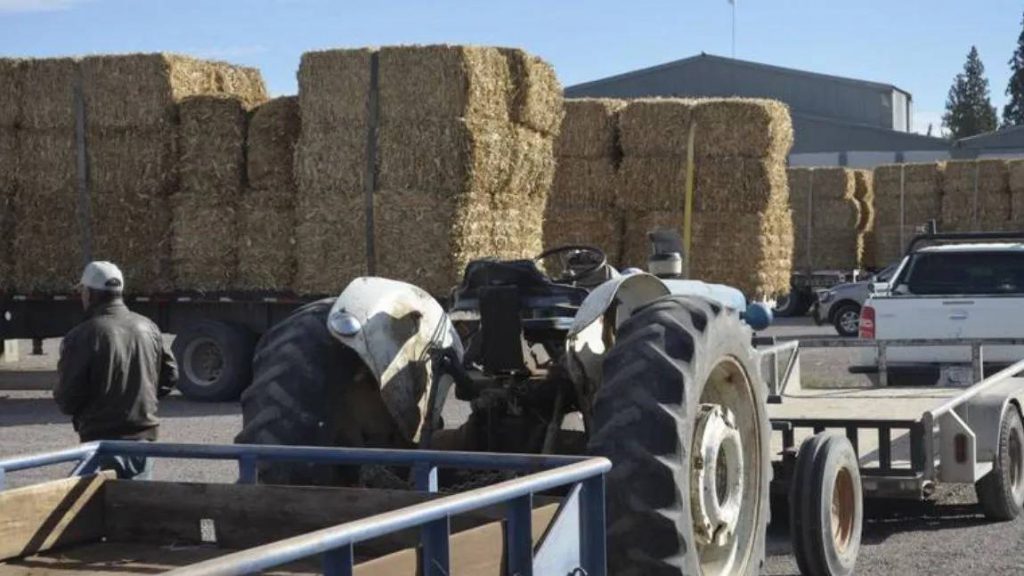 Entregan 600 pacas de rastrojo a ganaderos de leche y carne de Delicias