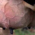 Mastitis, el mal que afecta al ganado en Orizaba durante la época de lluvias