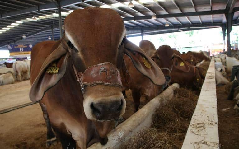 Pese a ser gratuita, ganaderos no vacunan a sus animales contra rabia