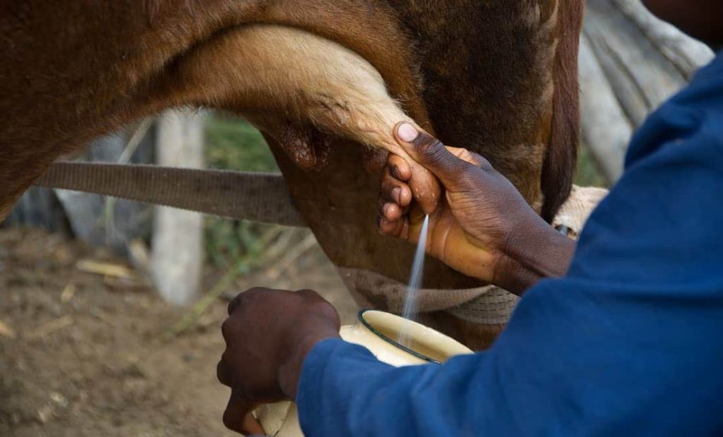 Por sequía, riesgo de que producción de leche caiga 10%, advierten