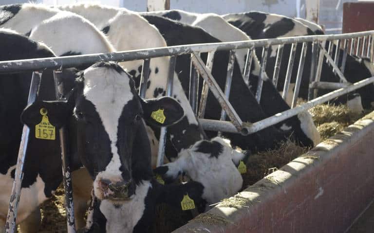 Productores de leche de Delicias buscan crear cooperativa y atraer centro de acopio Liconsa