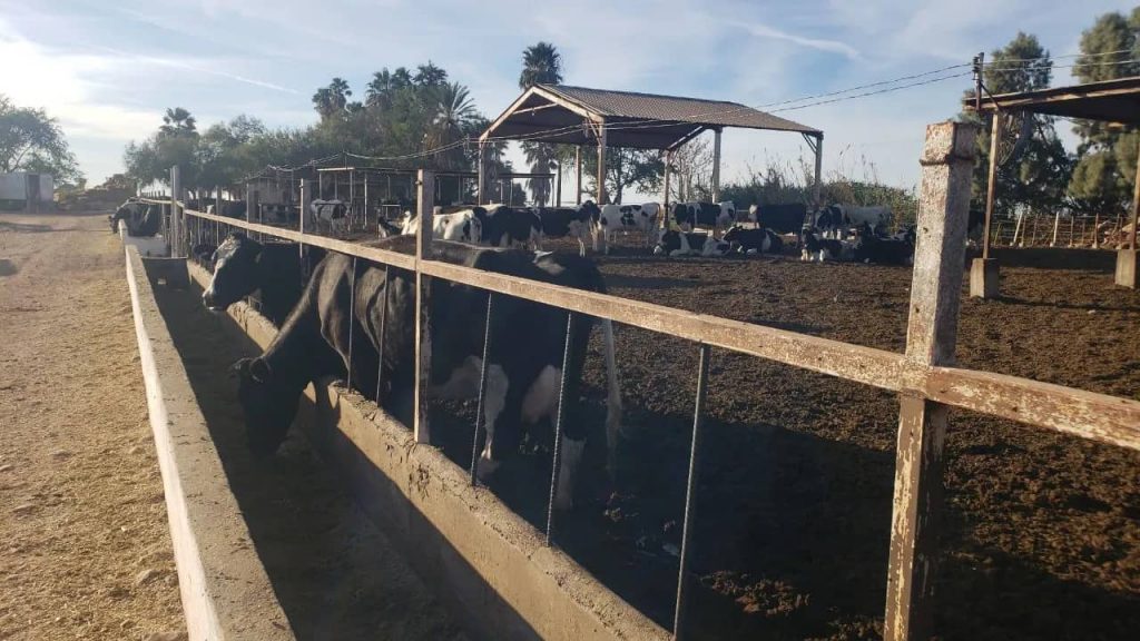 Repunta producción de leche en Valle del Yaqui