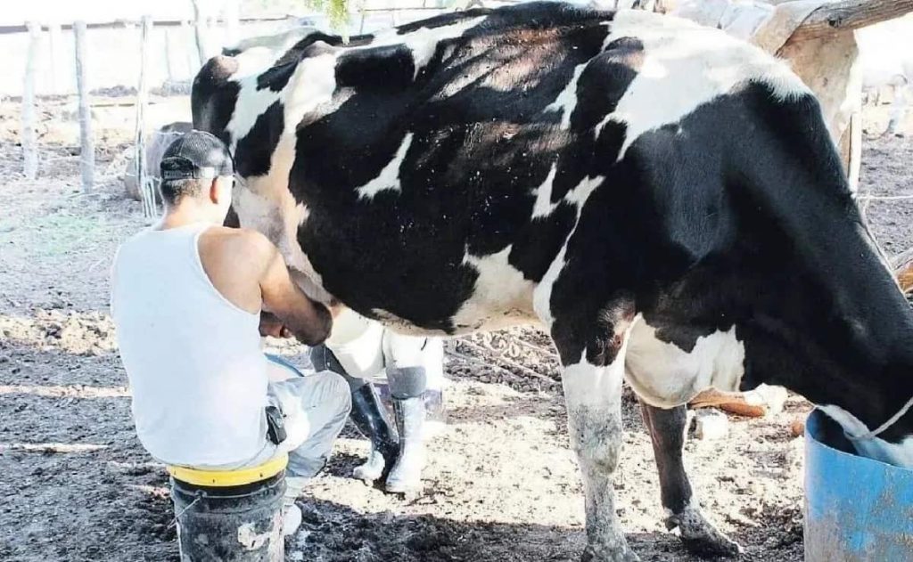 Se disputan el mercado de la leche