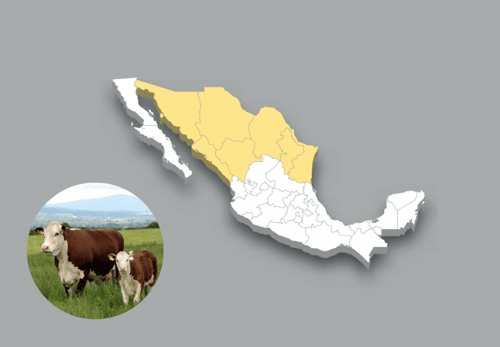 Las Razas Bovinas Que Dominan El Paisaje Ganadero De México - EDairy