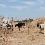 Acabó la sequía con la mitad del hato ganadero