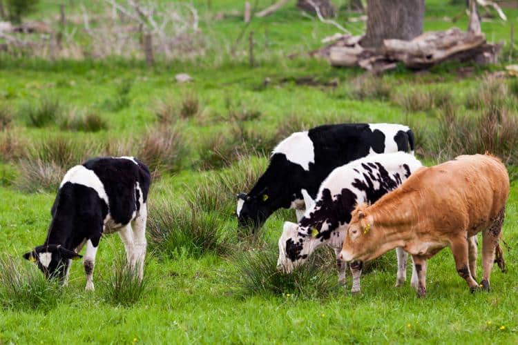 Agricultura detiene la importación de ganado vacuno y toma medidas cautelares