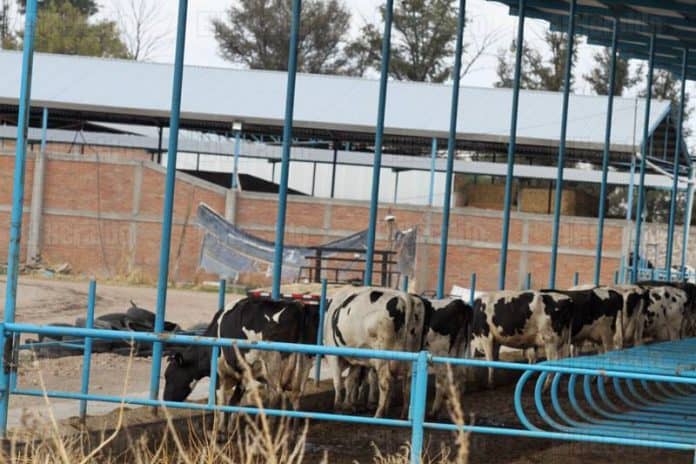 Amenaza sequía a la industria lechera