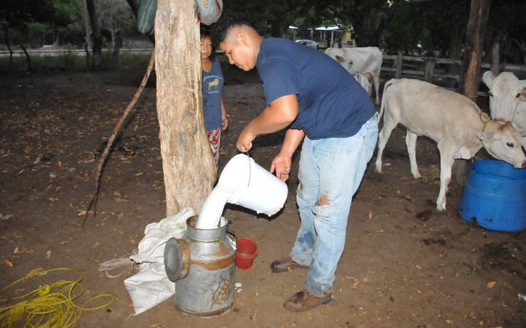 Baja producción de leche en el norte de Veracruz