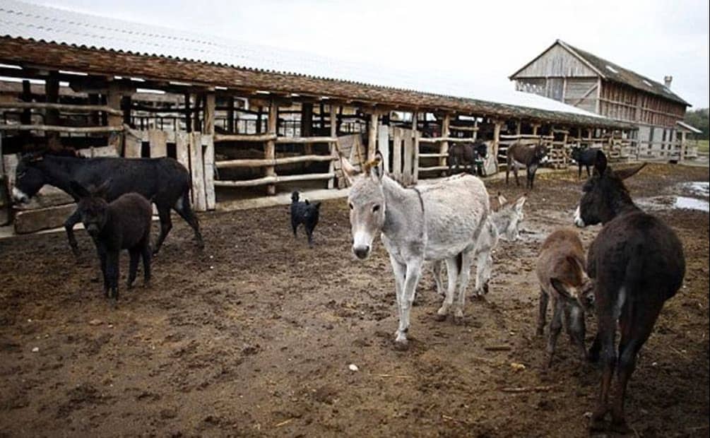 El queso más caro está hecho con leche de burra2