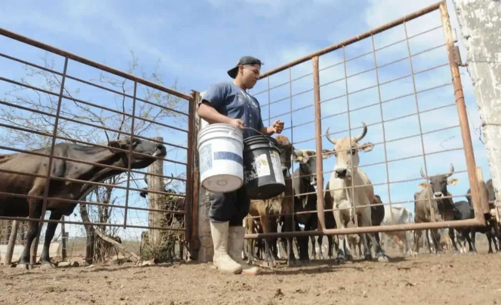 En la Femeleche denuncian colusión de mercado para pagar menos a los ganaderos