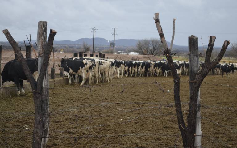 En riesgo de desaparecer, casi 200 productores de leche en Saucillo