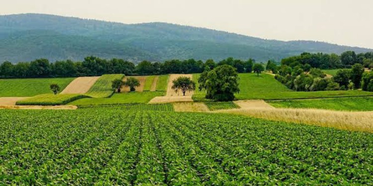 Entre lo económico y lo ambiental, cambios en el sector agroindustrial en México