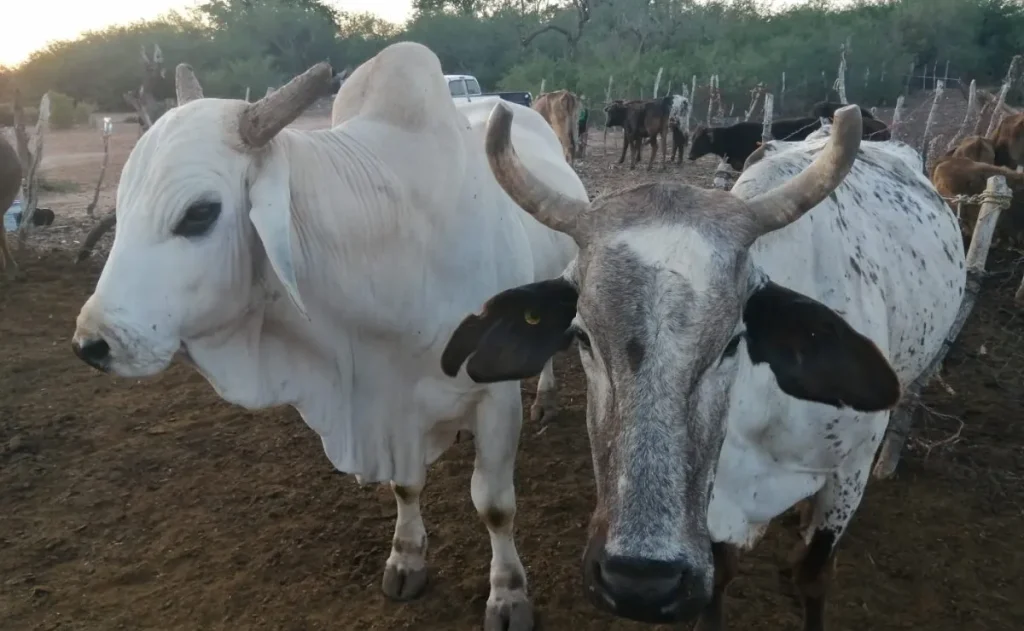 Ganaderos de Sinaloa demandan con urgencia un incremento al precio de la leche